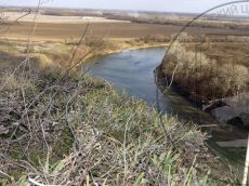 Iris-pumila_Кубань_стация